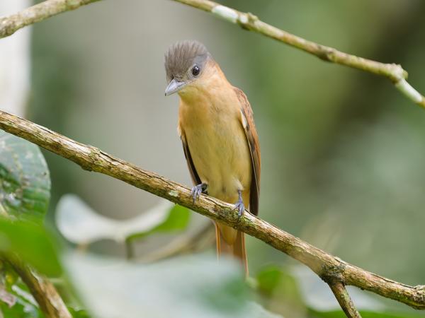 Kuifbekarde (Pachyramphus validus)